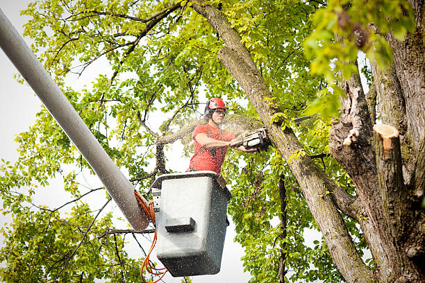 Best Hazardous Tree Removal  in Lake Marcel Stillter, WA
