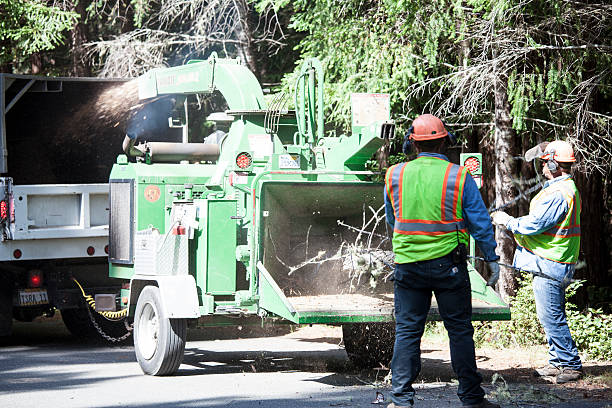 Best Tree Health Inspection  in Lake Marcel Stillter, WA