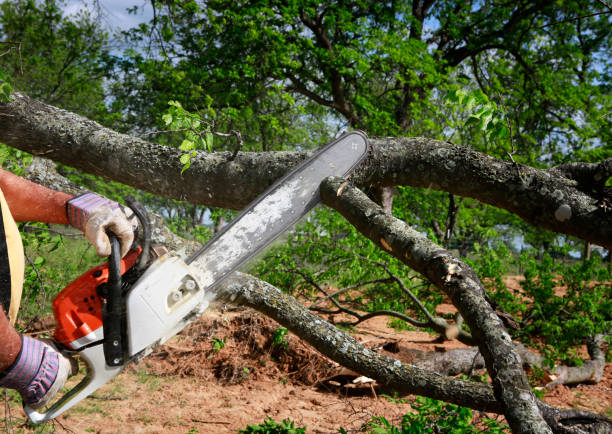 Lake Marcel Stillwater, WA Tree Care Company